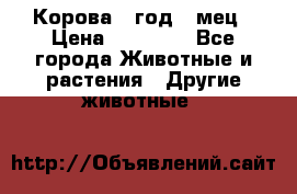 Корова 1 год 4 мец › Цена ­ 27 000 - Все города Животные и растения » Другие животные   